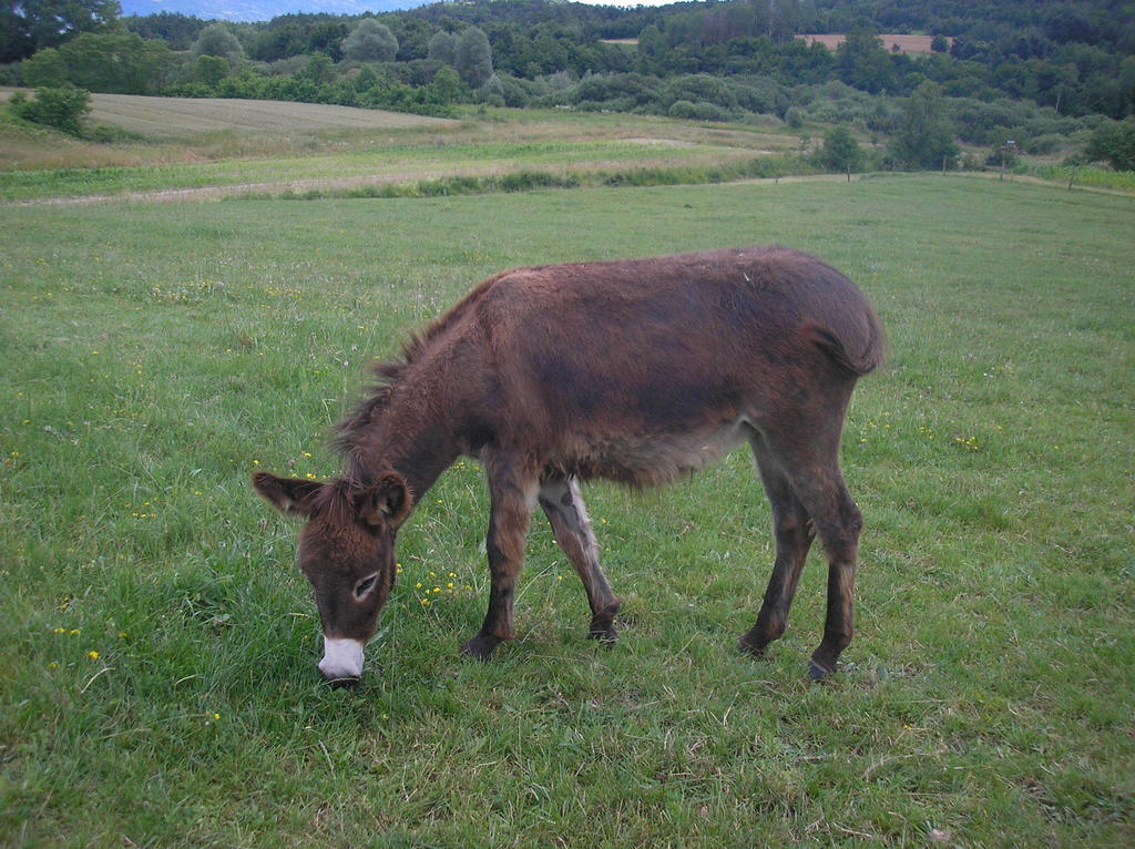 Agroturism Stara Stala 호텔 Borut 외부 사진